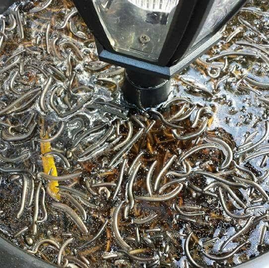 18424269_1335454073169610_1871788582560502409_n